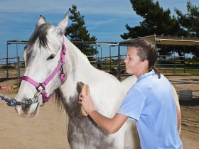 Horse-Assisted Treatment