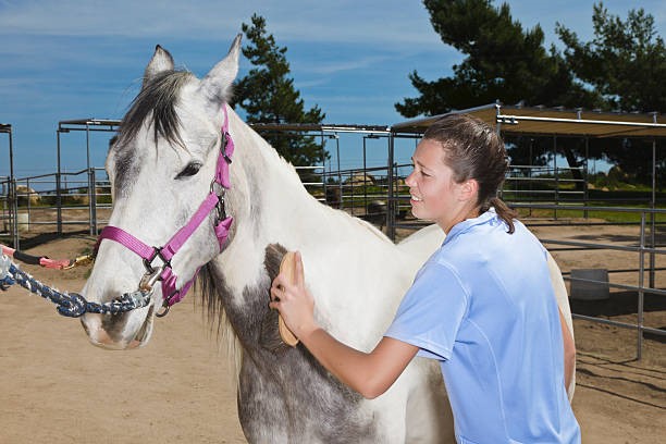 Horse-Assisted Treatment