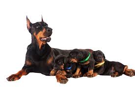 Exclusive Doberman Puppies for Sale in Arkansas with Special Traits and Great Lineage